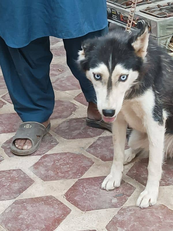 Siberian husky female for sale 2