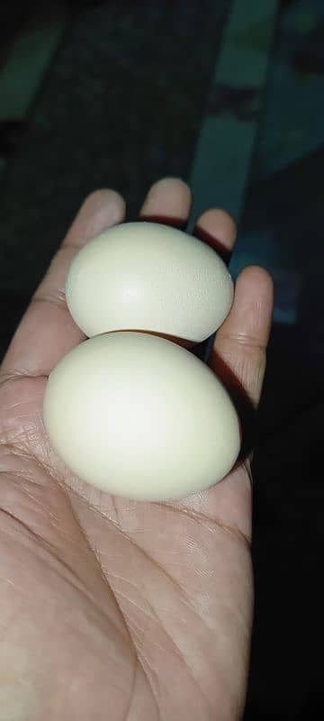 Dasi egg 1