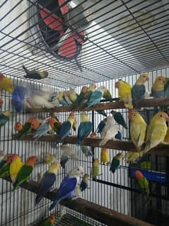 Love Birds Breeder Mix Mutation Birds