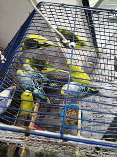 Budgie in different colors