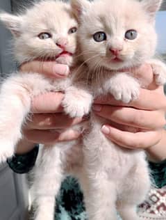 Persian cat kittens 15 days old