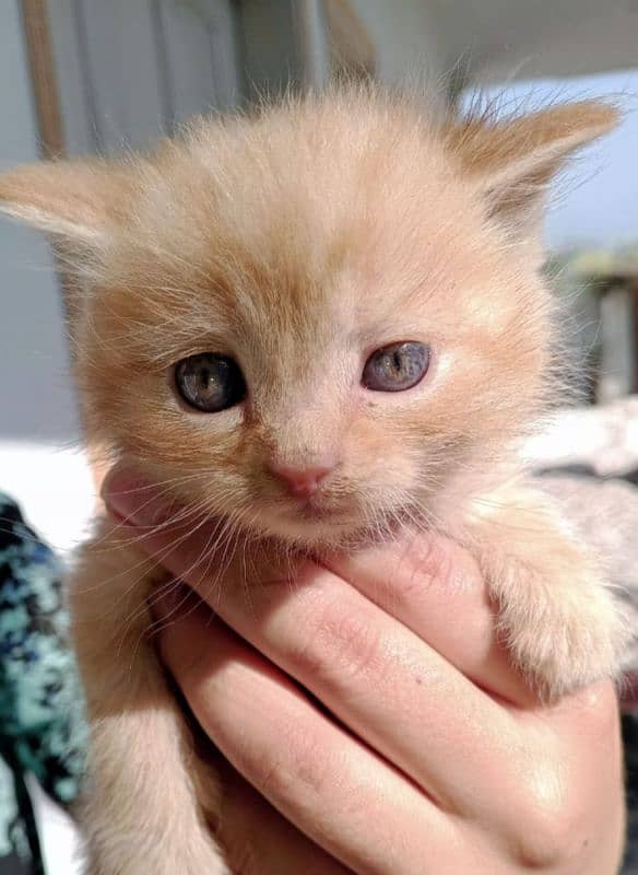 Persian cat kittens 15 days old 1