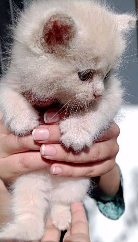 Persian cat kittens 15 days old 2