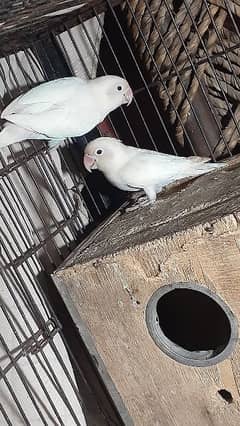 Albino black eye breeder pair good quality and size