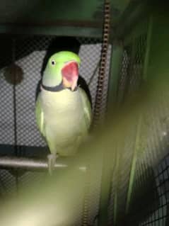 raw parrot