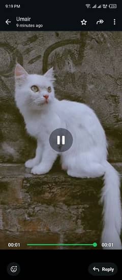 Pair of two persian cats vaccinated one brown and one white