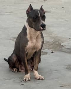 american bully female for sale