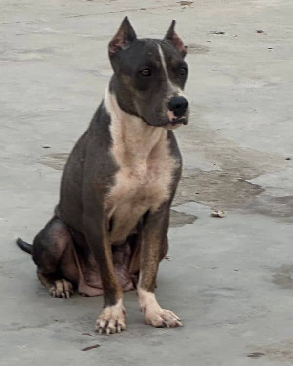 american bully female for sale 0