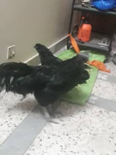 ayan cemani breedar pair for sale female egg lay air Rahim ha