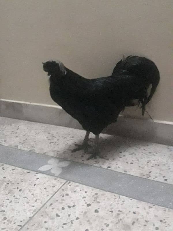 ayan cemani breedar pair for sale female egg lay air Rahim ha 1