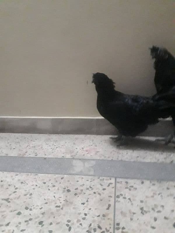 ayan cemani breedar pair for sale female egg lay air Rahim ha 2