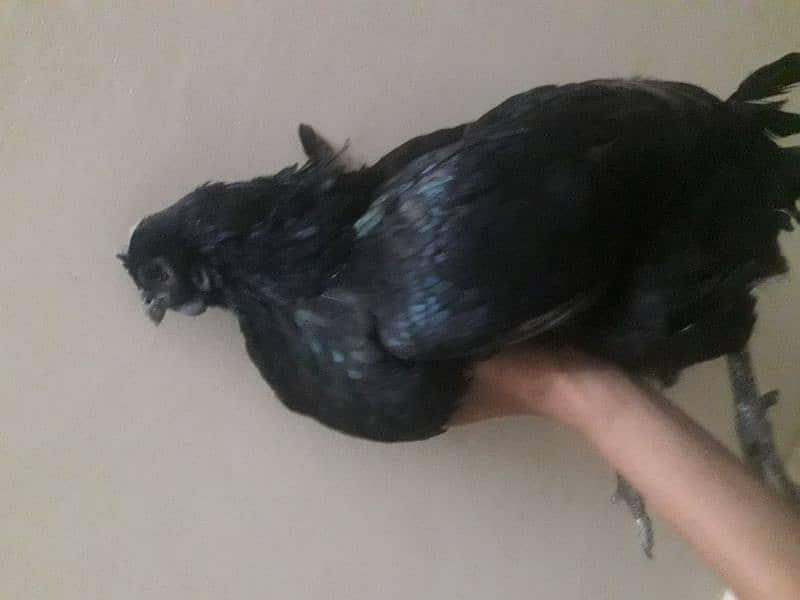 ayan cemani breedar pair for sale female egg lay air Rahim ha 3