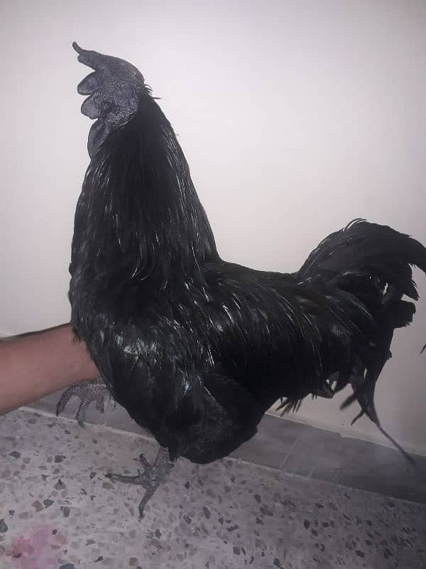 ayan cemani breedar pair for sale female egg lay air Rahim ha 5