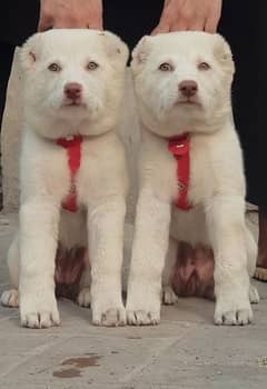 Kurdish kcngal dog pair 2 month for sale security dog available