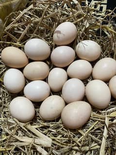 Australop Fresh Eggs