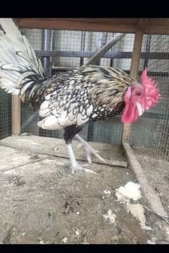 Golden sebright Male Ready to breed 0