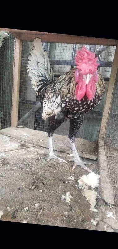 Golden sebright Male Ready to breed 1