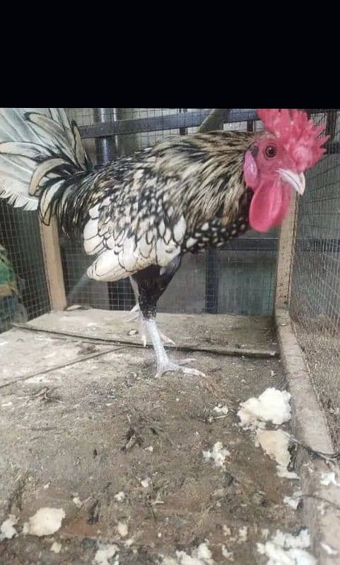 Golden sebright Male Ready to breed 2