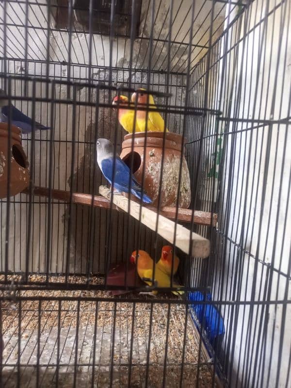 Love birds pair for sale 2