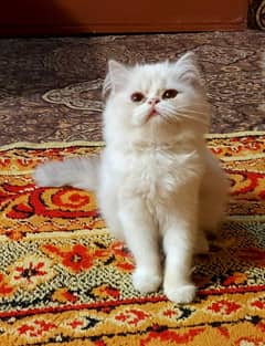 Persian Female Kitten