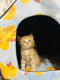 Beautiful Male Kitten 0