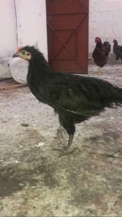 Black & Blue Australorp Heritage Male For Sale Urgent