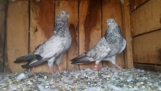 pigeons for sale