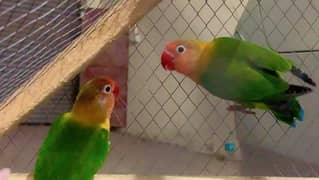 lovebirds brider pair