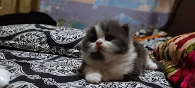 Persian kitten