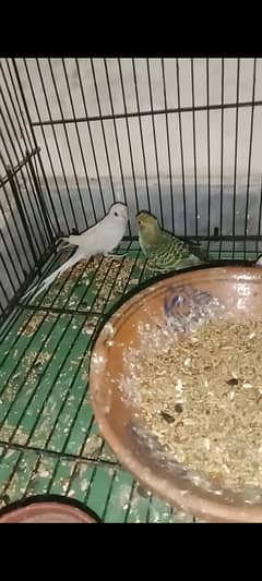 parrots for sale