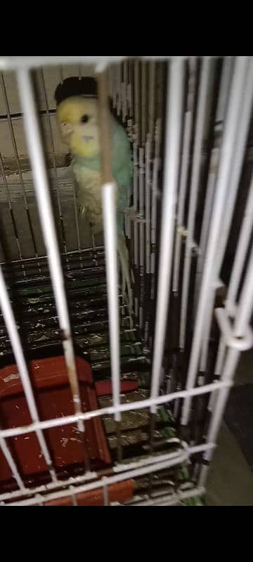 parrots for sale 1