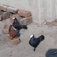 Mukhi breader