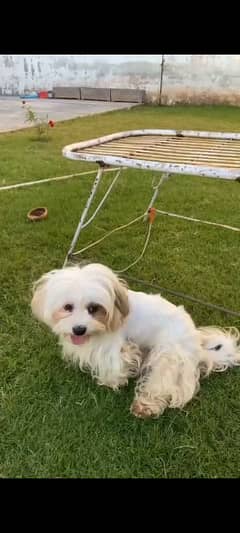 shitzu dog for sale full white