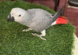 African grey parrot Urgent for the