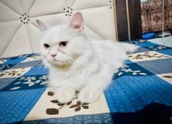 Persian cats pair. 03405164773