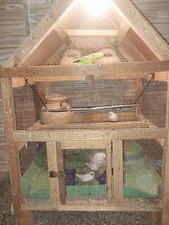 Cage for sale with parrot and finch