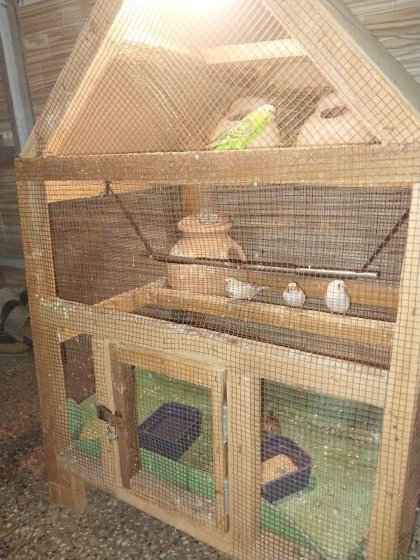 Cage for sale with parrot 1