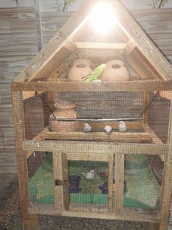 Cage for sale with parrot 3