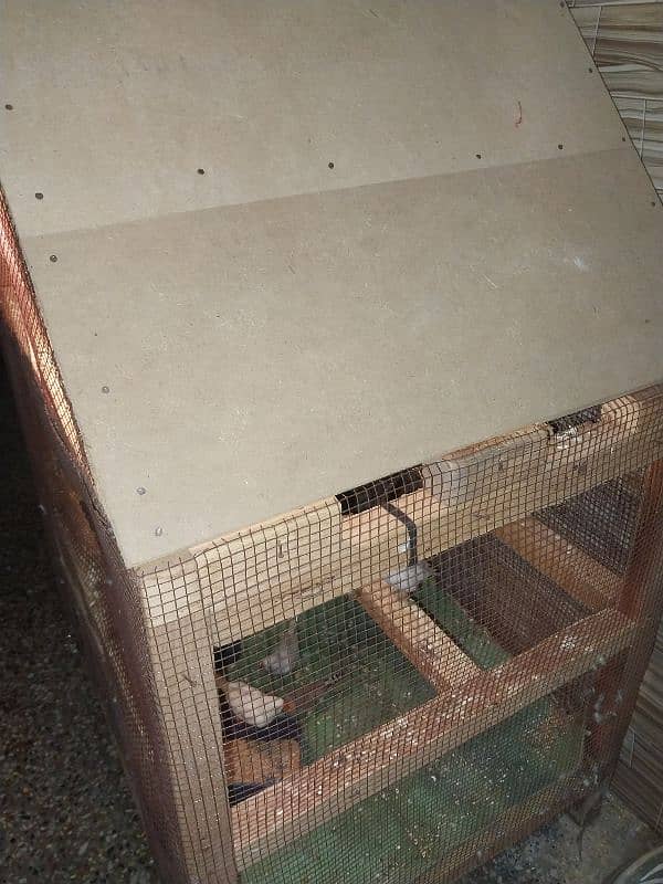 Cage for sale with parrot 5