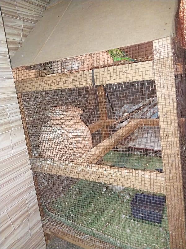 Cage for sale with parrot 6