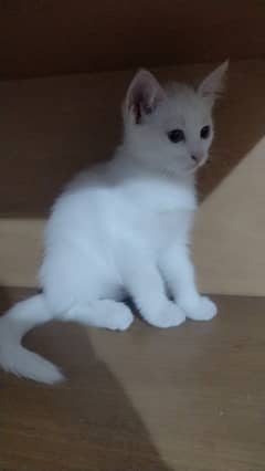 Persian kitten for sale