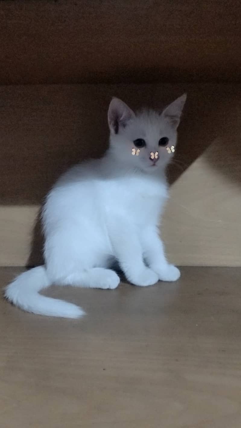 Persian kitten for sale 1