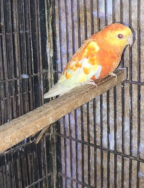 Rump / Sunconure 1