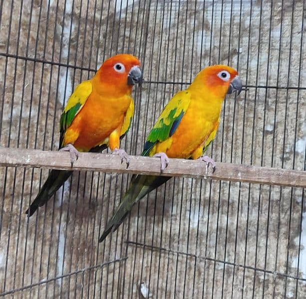 Rump / Sunconure 2