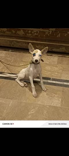 Kohati gultair puppy