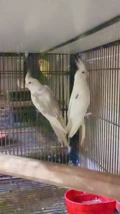 Cockatiel pair 0