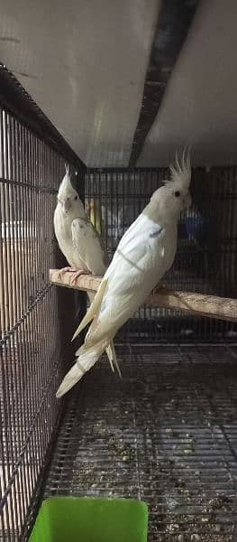 Cockatiel pair 1