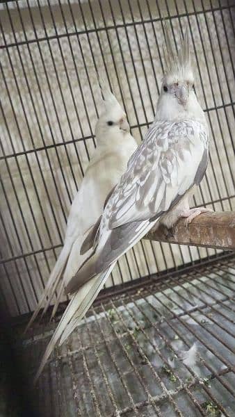 Cockatiel pair 4