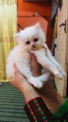 persian kittens femal