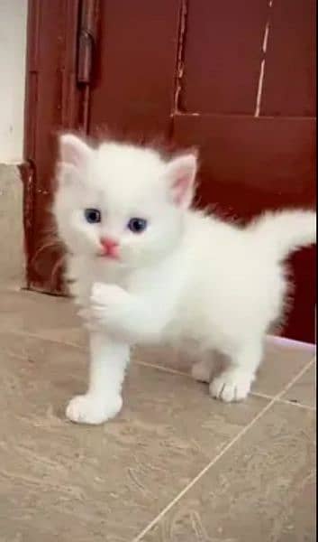 Persian cat for sale 2 month age WhatsApp number 03417057463 0